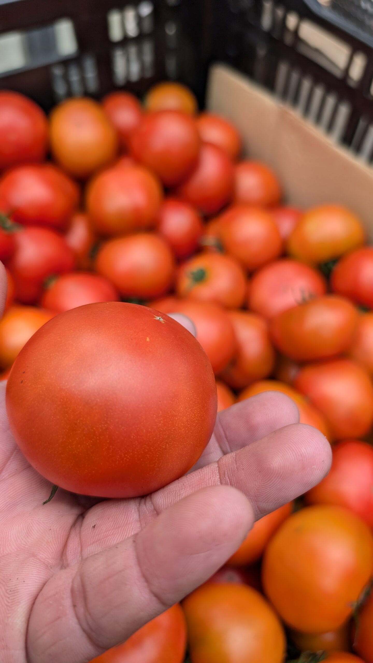 トマトイメージ