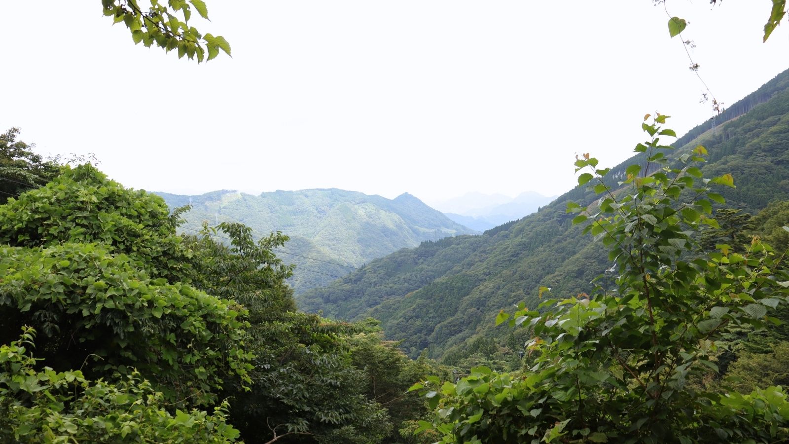 瓦田こいとまと トマト