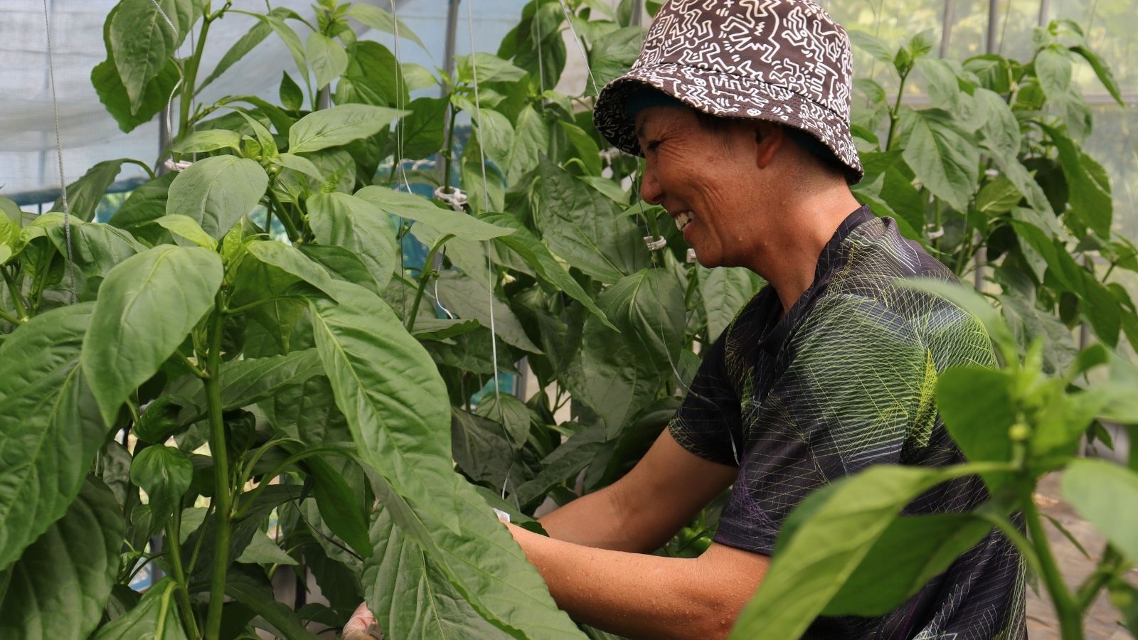 瓦田こいとまと トマト