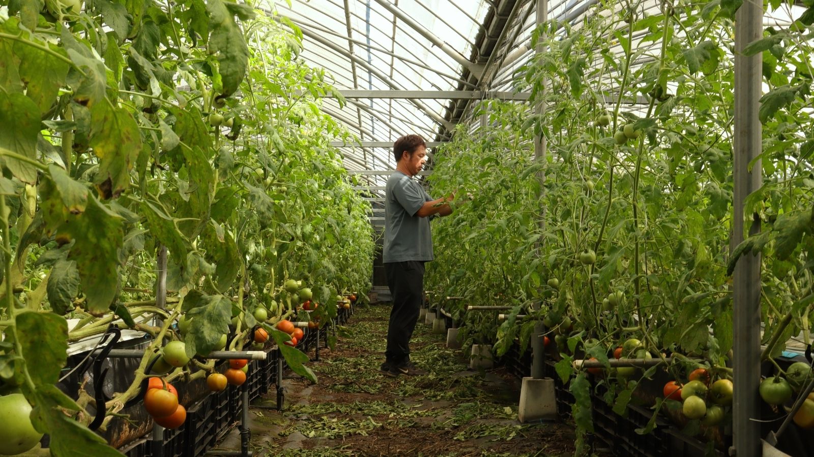 瓦田こいとまと トマト