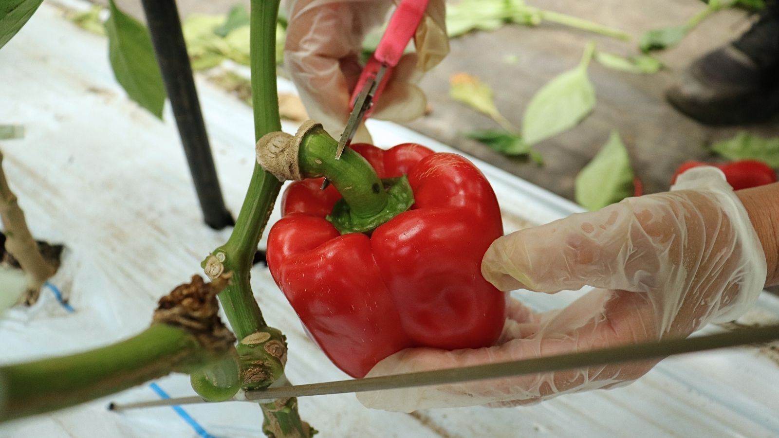 瓦田こいとまと パプリカ