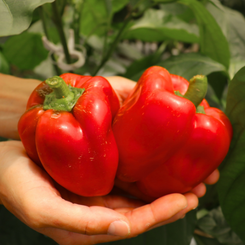 高千穂産 赤パプリカ