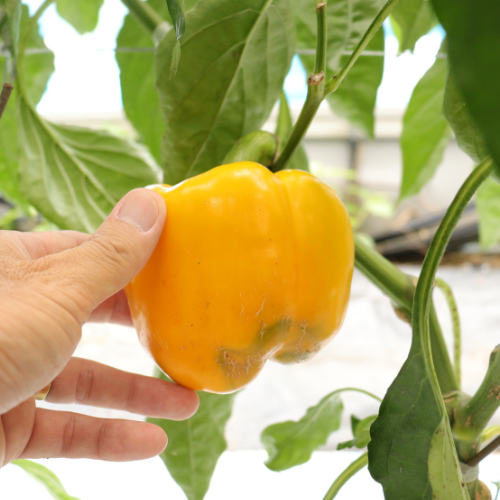 高千穂産 黄パプリカ