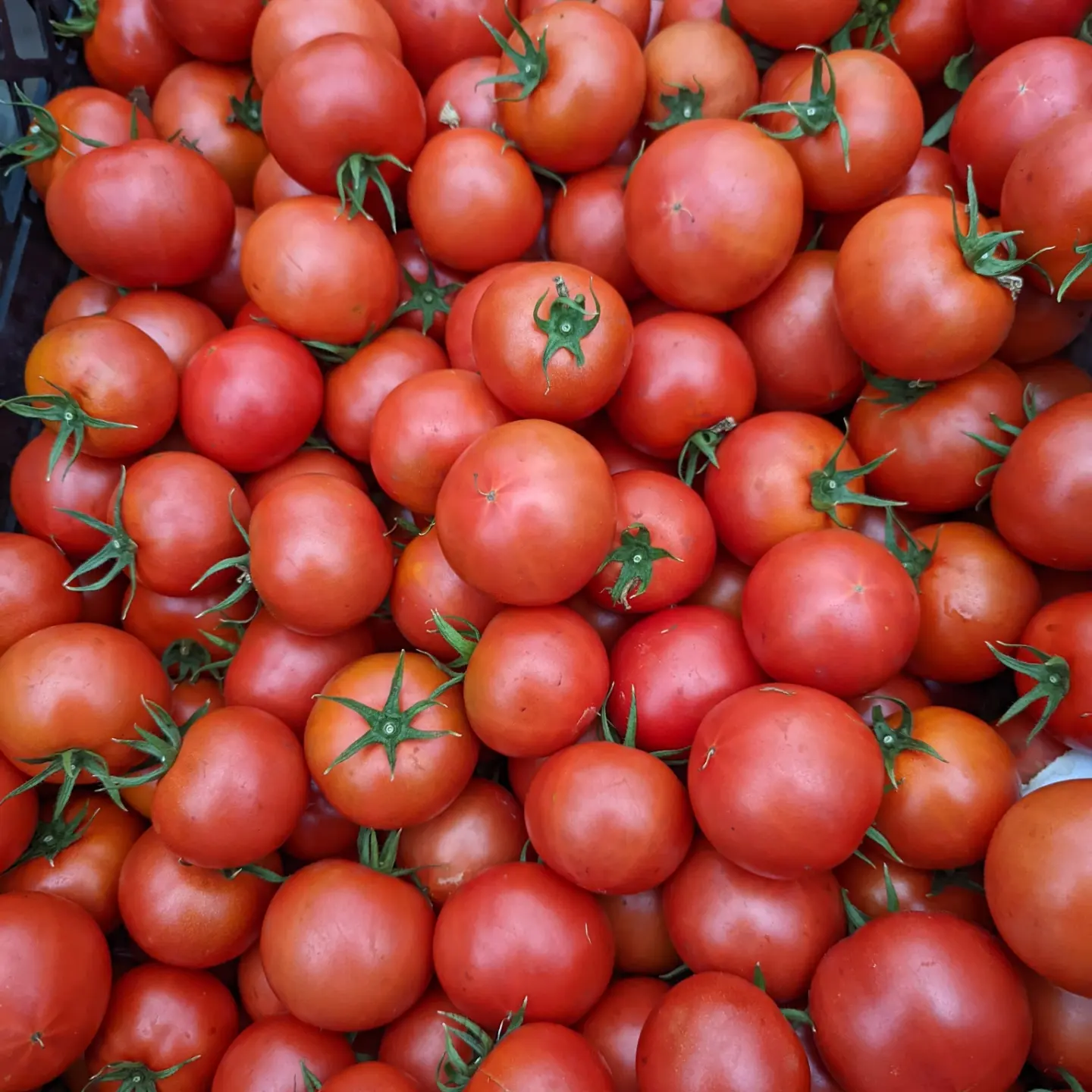 高千穂産 とまと）