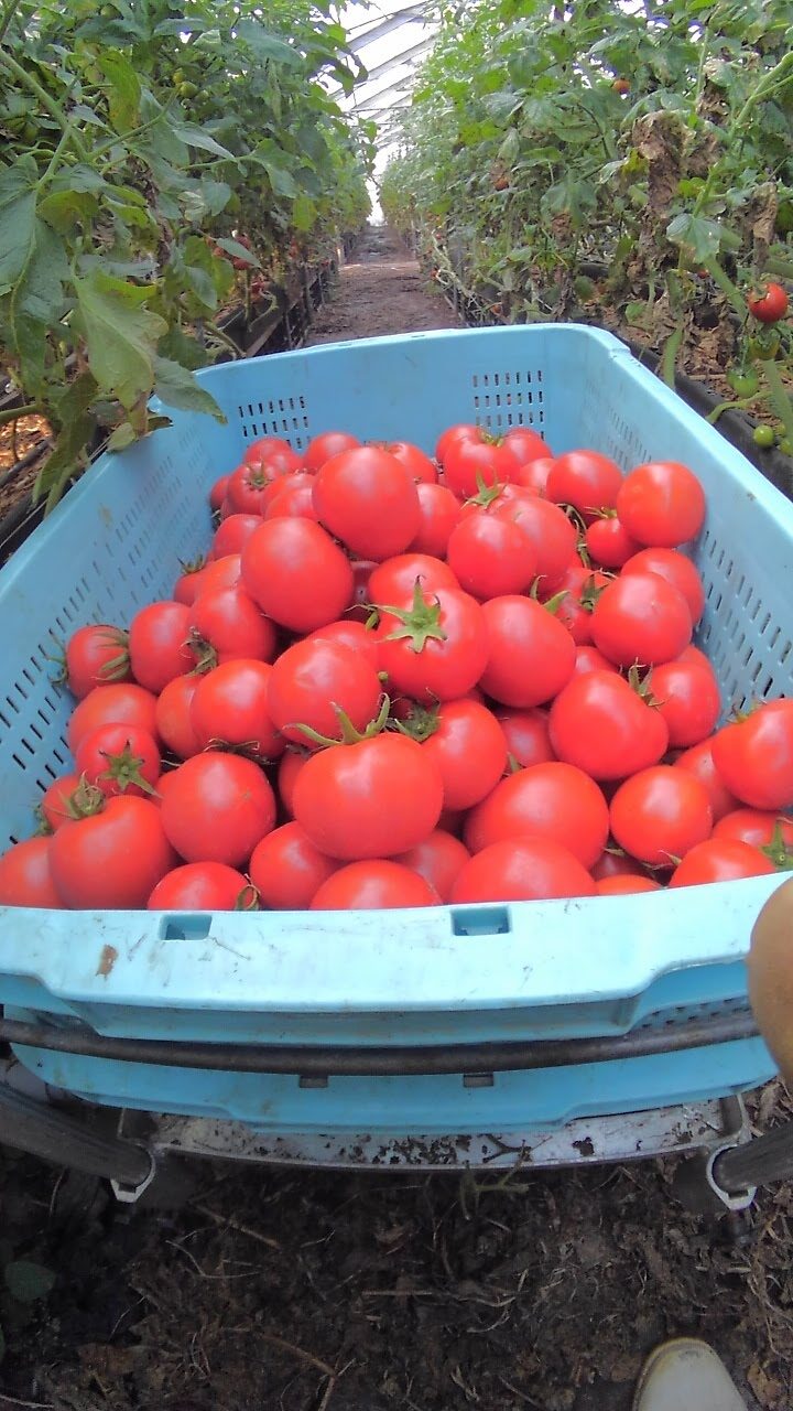 瓦田こいとまと トマト